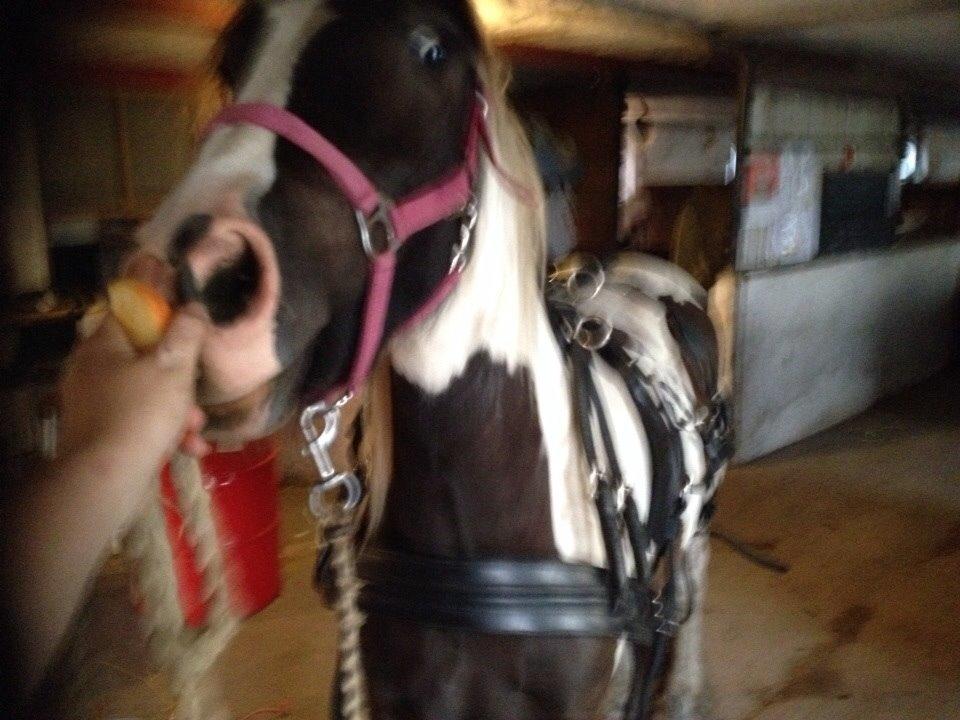 Tinker Dyffes ingolf billede 5