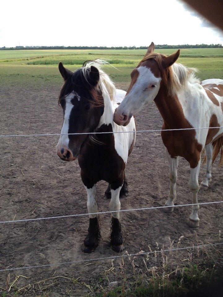 Tinker Dyffes ingolf billede 2