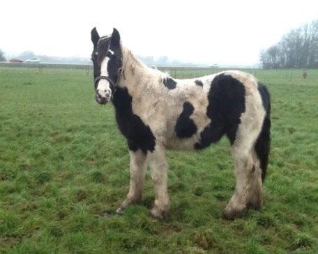 Tinker Dyffes ingolf billede 3