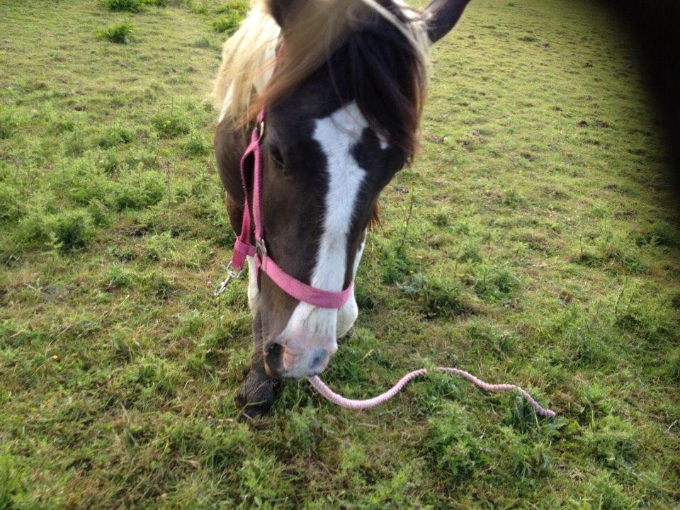 Tinker Dyffes ingolf billede 9