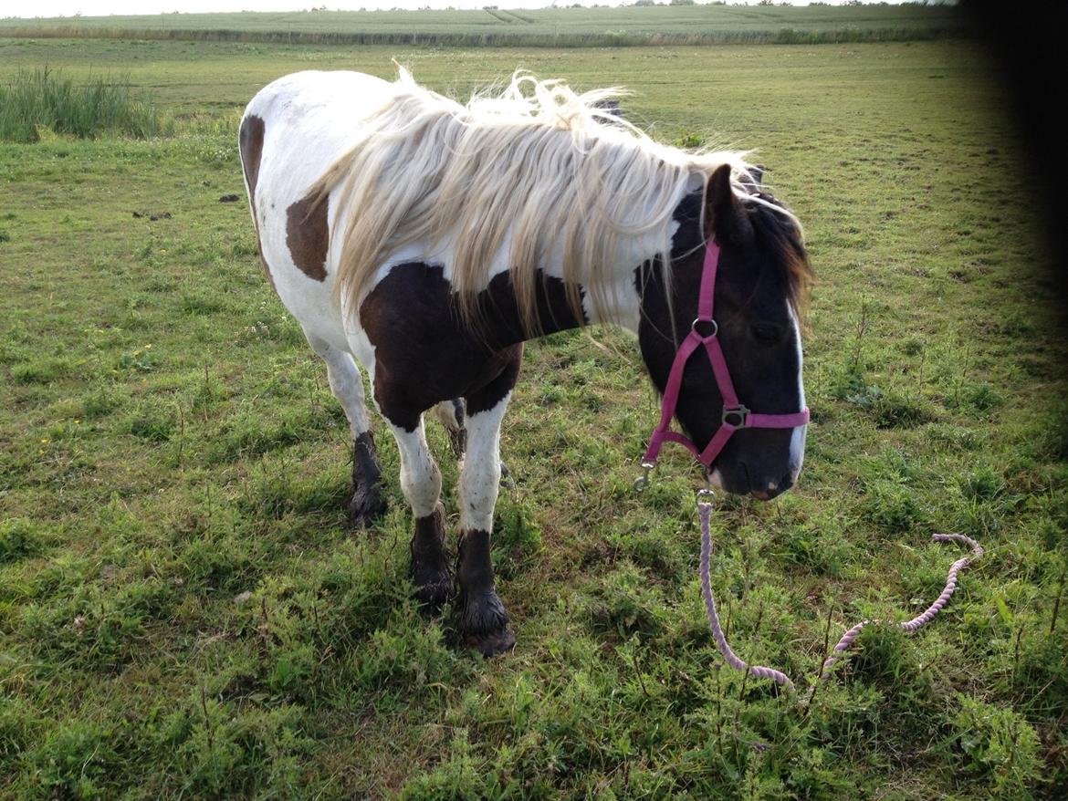 Tinker Dyffes ingolf billede 1