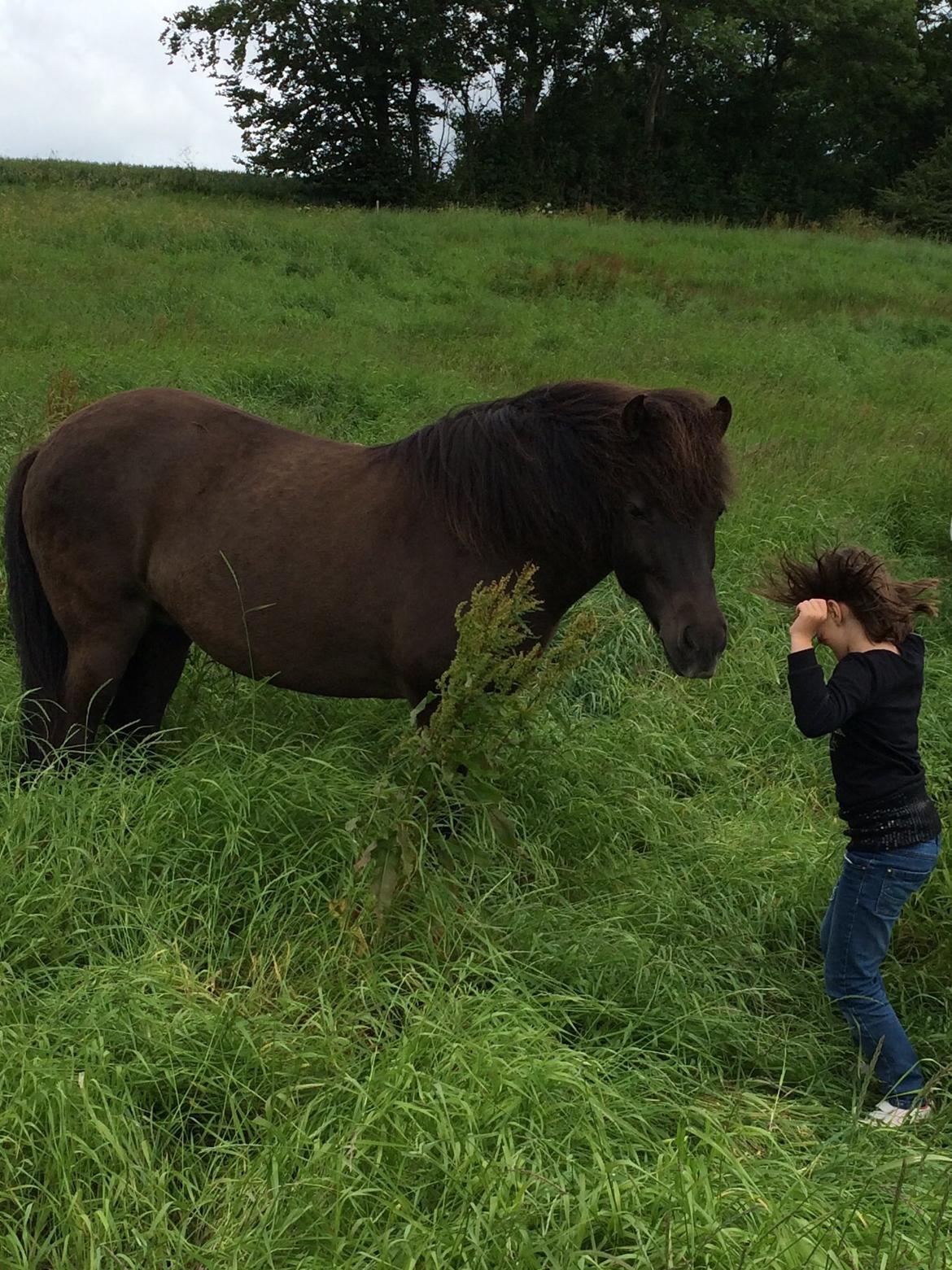Islænder Sæta fra Intrup billede 1