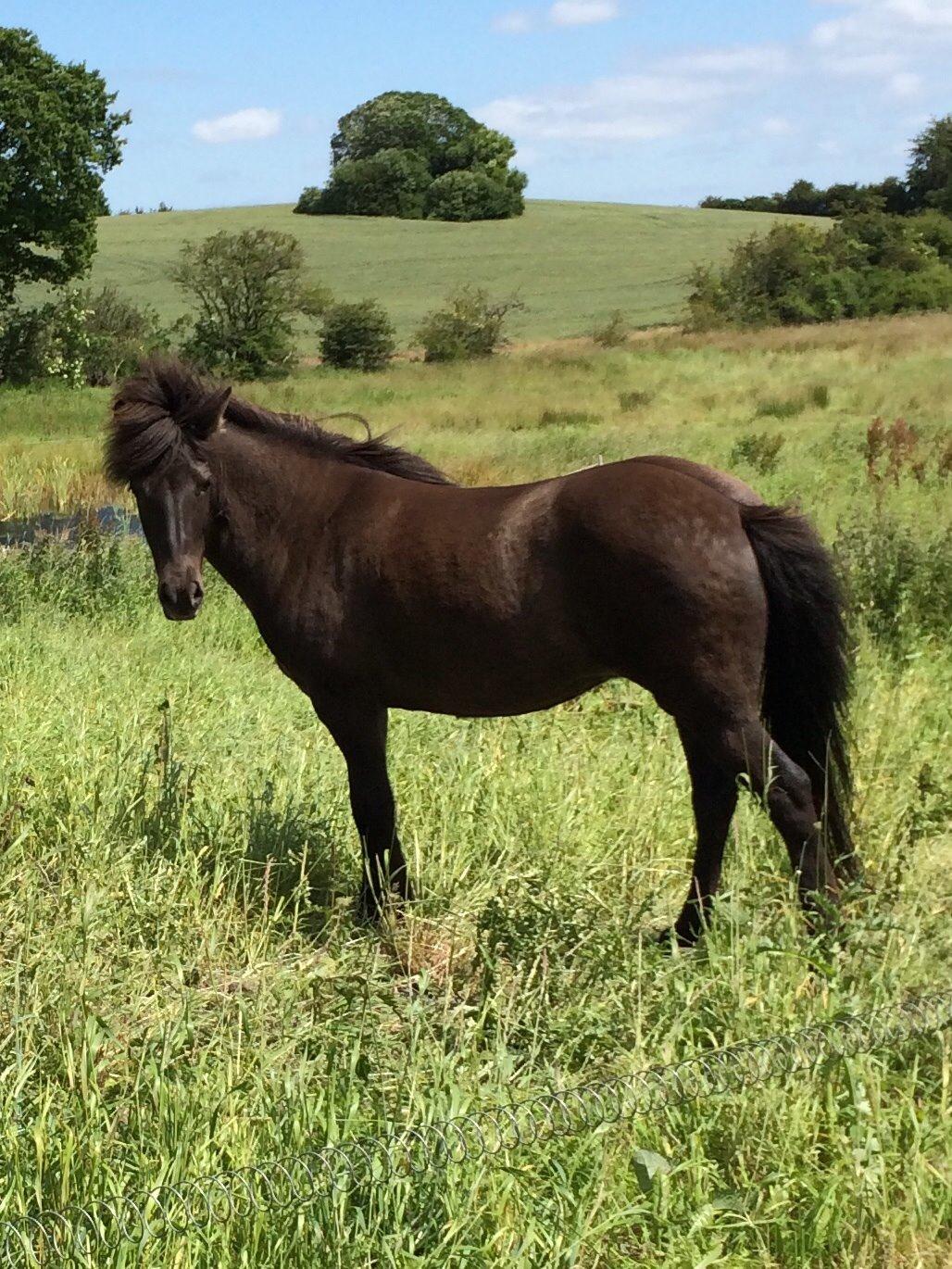 Islænder Sæta fra Intrup billede 2