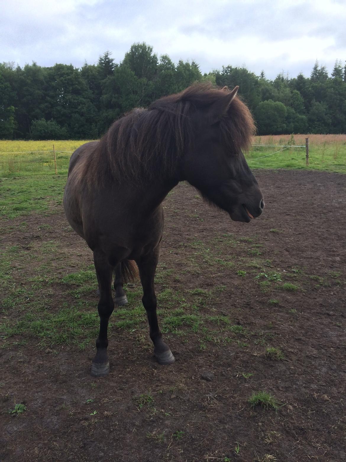 Islænder Sæta fra Intrup billede 4