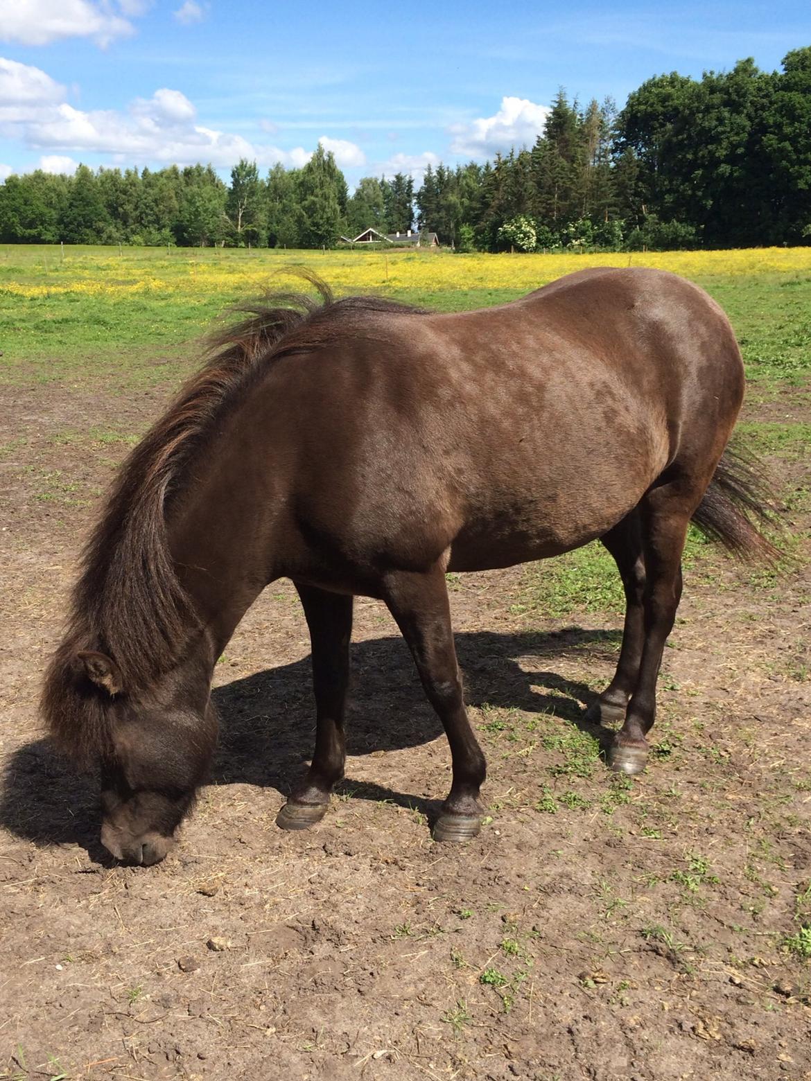 Islænder Sæta fra Intrup billede 6