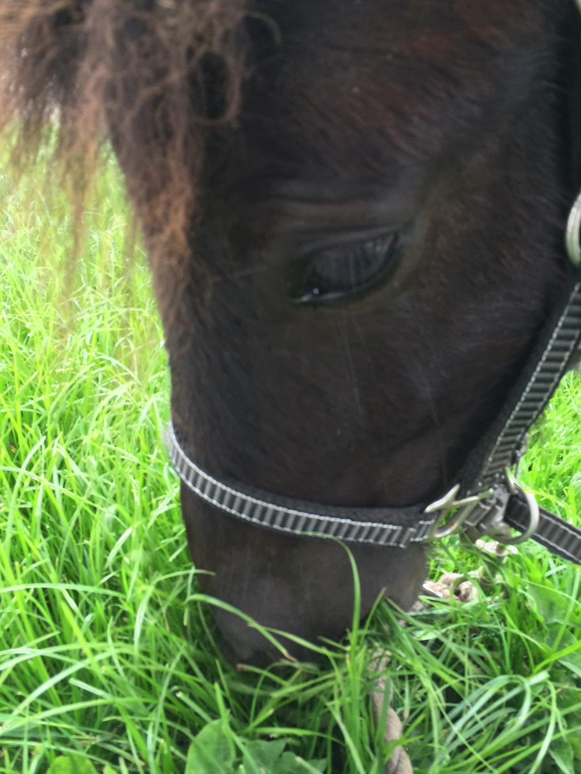 Shetlænder Izmo billede 5