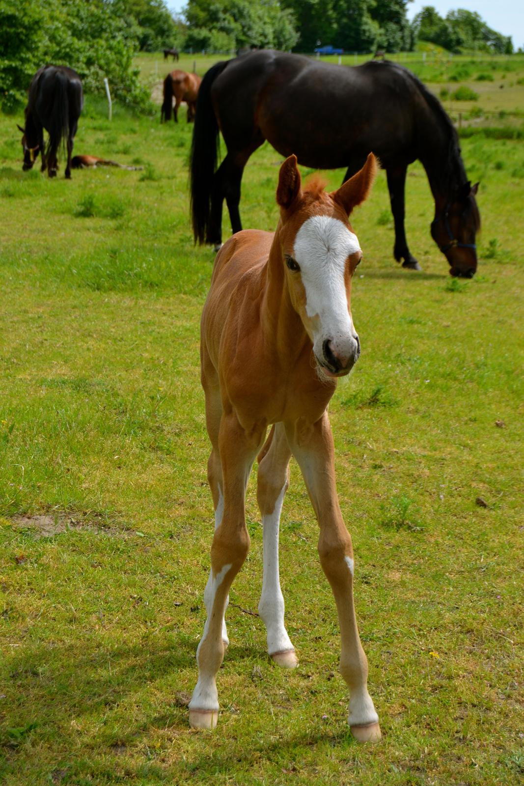Dansk Varmblod Brave Cellesto billede 2