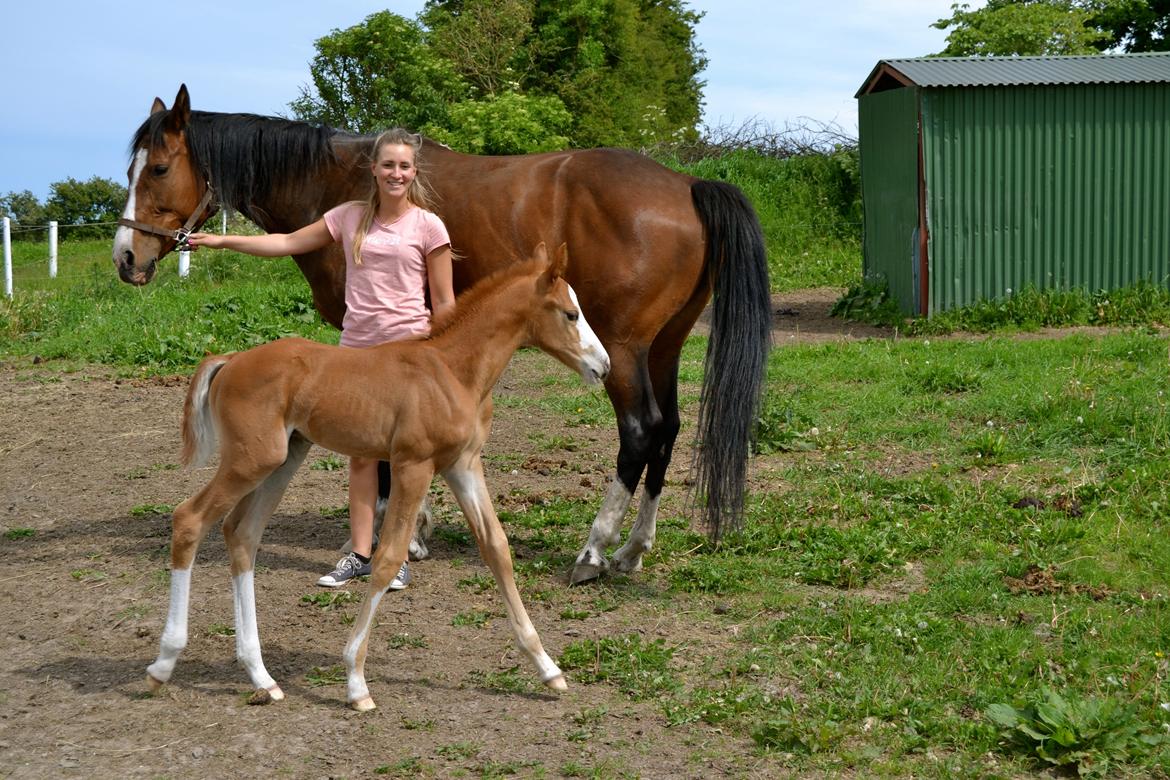 Dansk Varmblod Brave Cellesto billede 5