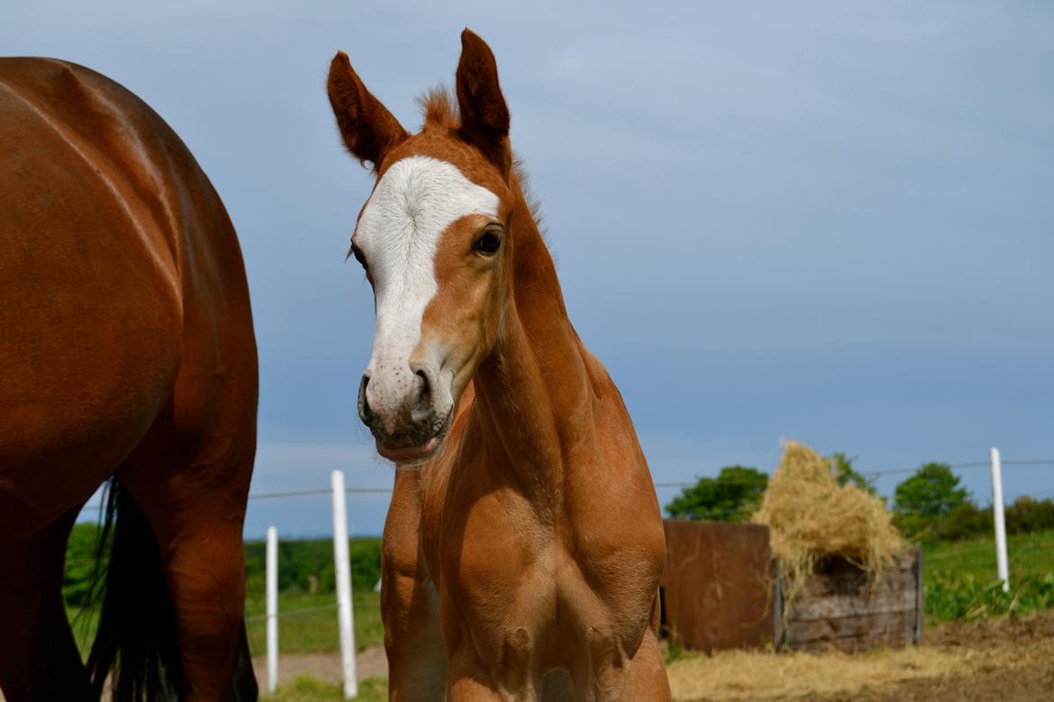 Dansk Varmblod Brave Cellesto billede 8