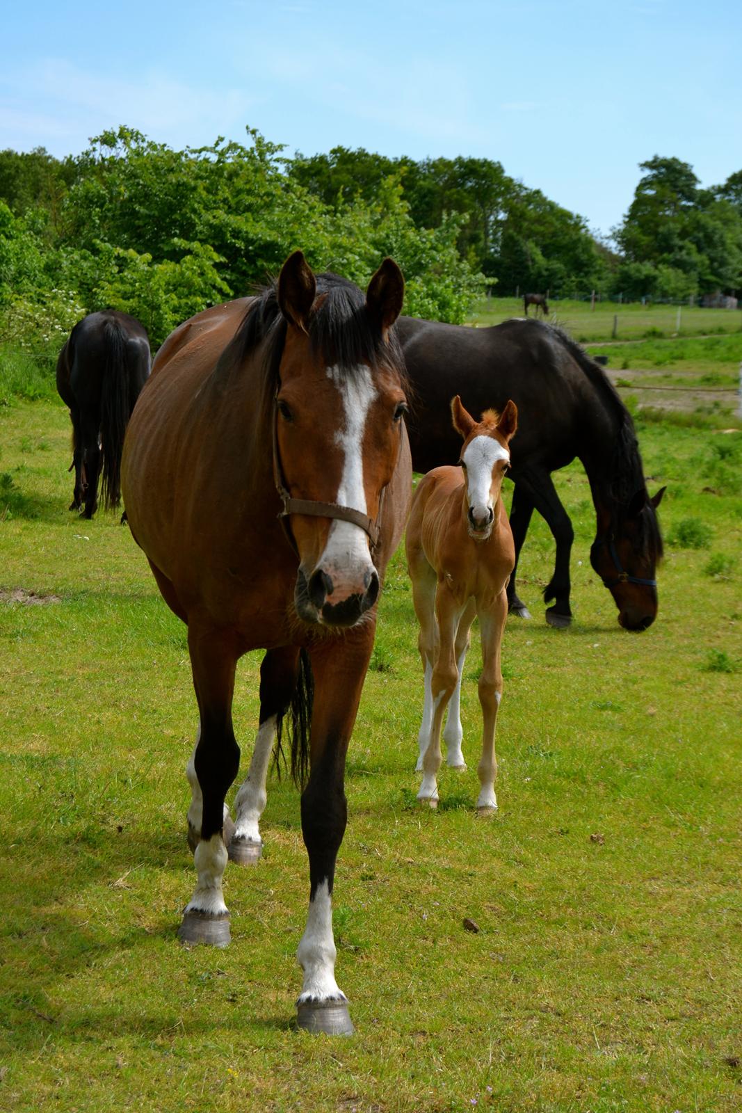 Dansk Varmblod Brave Cellesto billede 3
