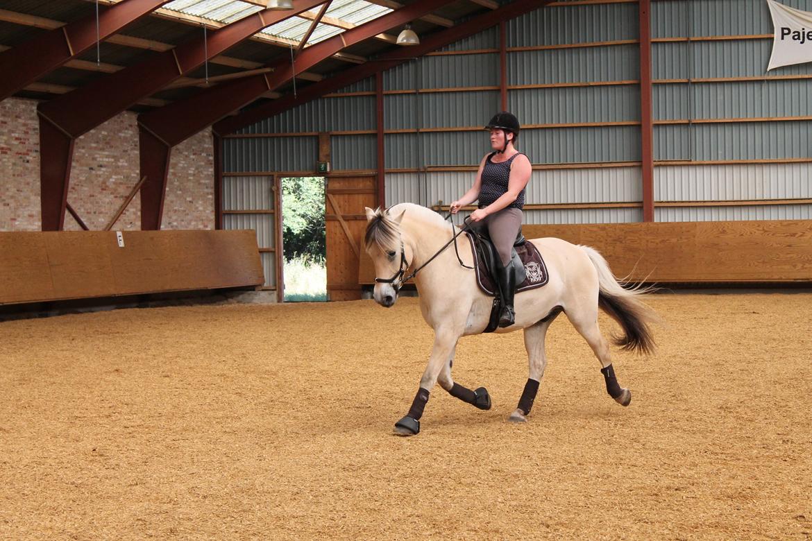 Fjordhest Højgaards Hjalte - Træning juli '14 billede 4