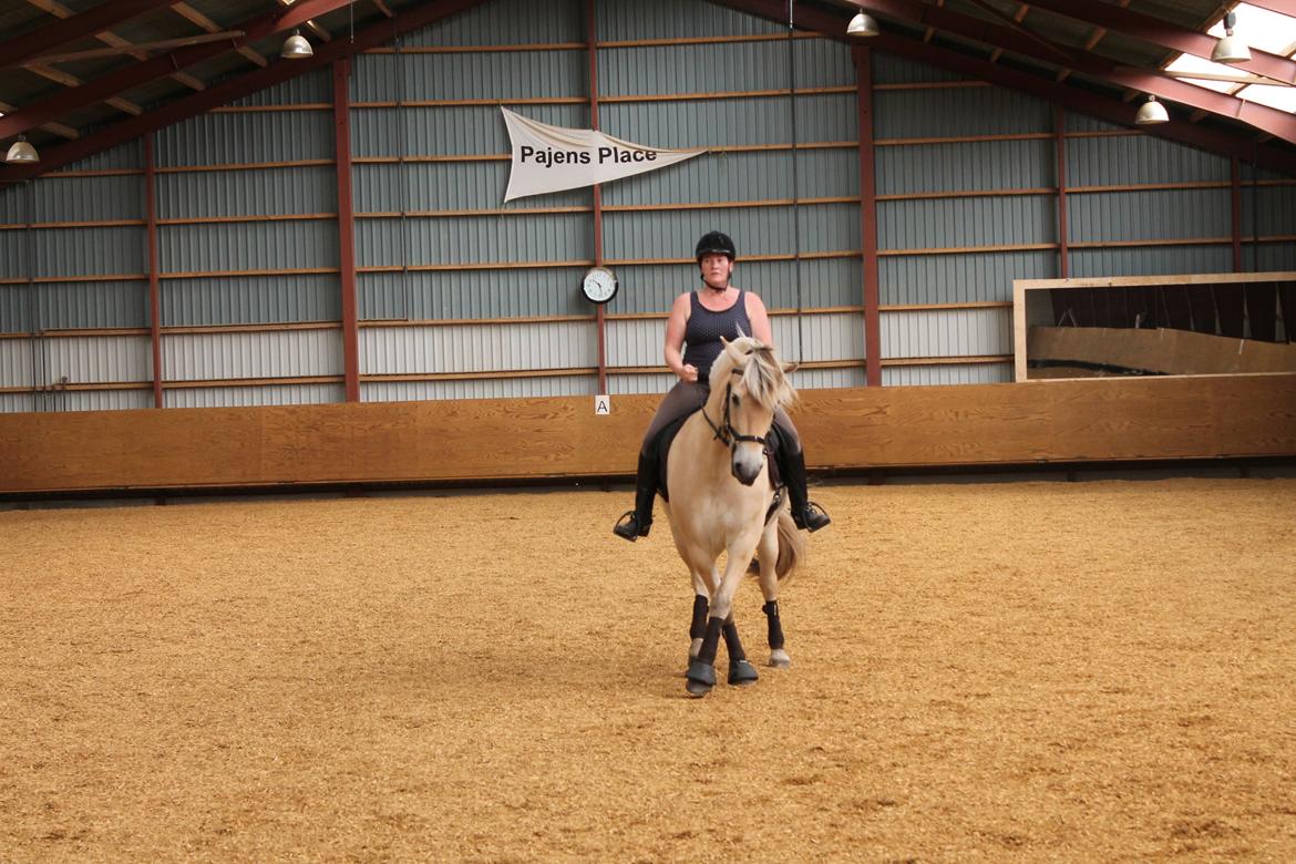 Fjordhest Højgaards Hjalte - Træning juli '14 - schenkelvigningerne begynder at tage form  billede 16