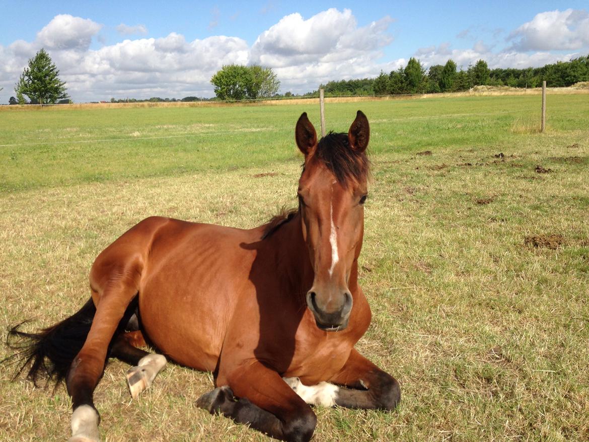 Dansk Varmblod A.B. Chico - Chico sommer 2014 billede 10