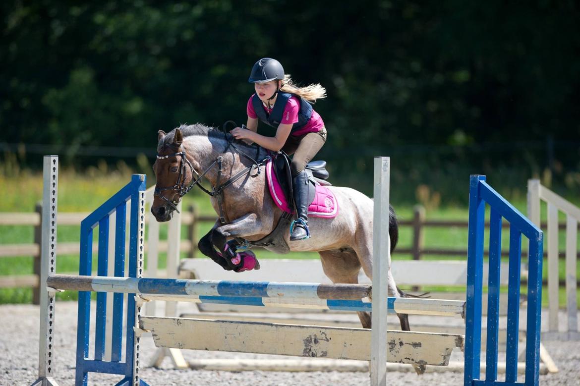 Hollandsk Sportspony Sylvia billede 25