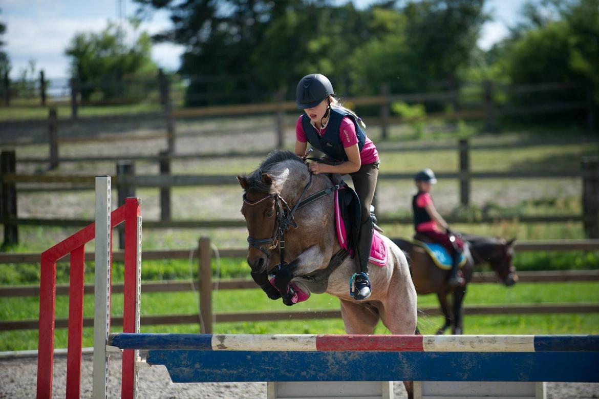 Hollandsk Sportspony Sylvia billede 30