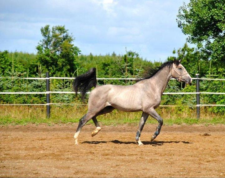 Dansk Varmblod Bonaparte billede 1