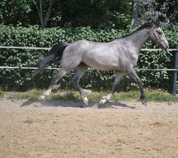 Dansk Varmblod Bonaparte billede 3