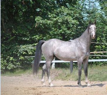 Dansk Varmblod Bonaparte billede 4