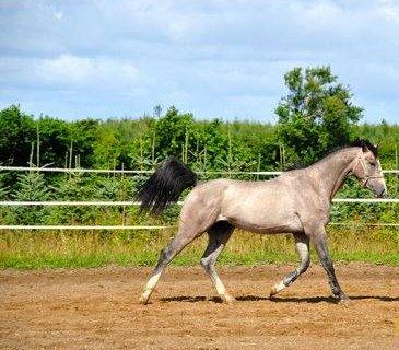Dansk Varmblod Bonaparte billede 2