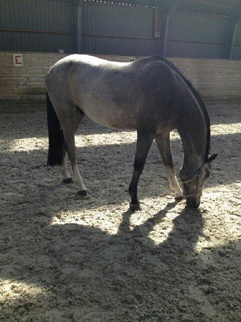 Dansk Varmblod Bonaparte billede 5