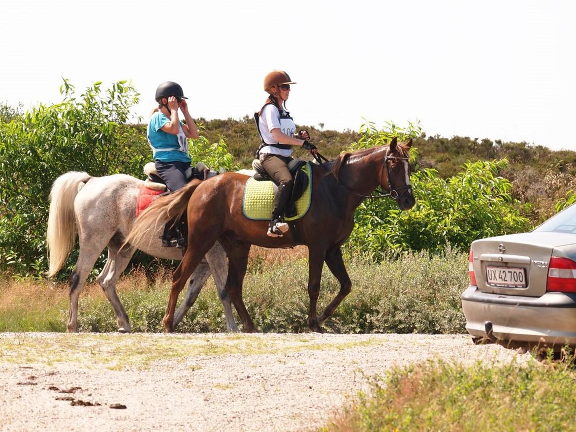 DSP Bentzens Baloo billede 1