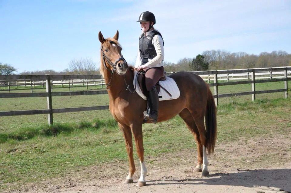 Pinto Araber Gantrup Painted Rosa billede 1