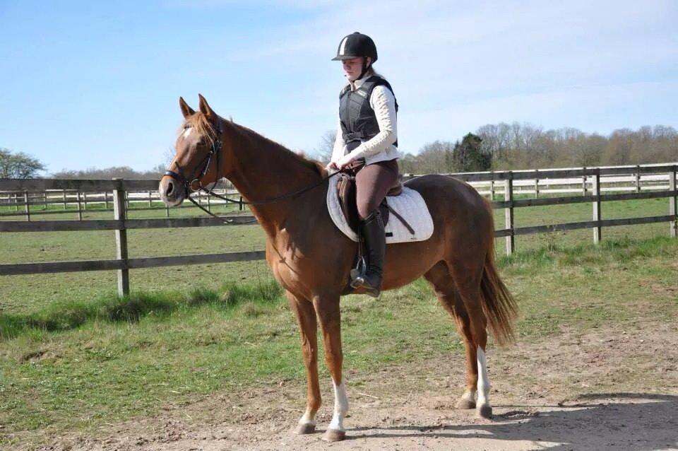 Pinto Araber Gantrup Painted Rosa billede 2