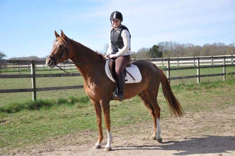 Pinto Araber Gantrup Painted Rosa billede 3