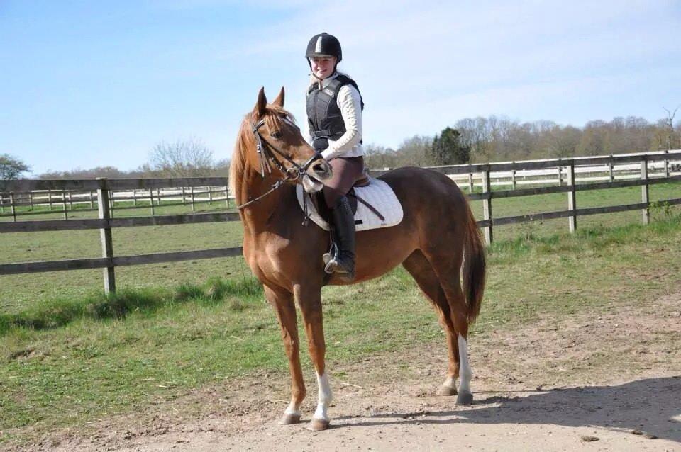 Pinto Araber Gantrup Painted Rosa billede 4