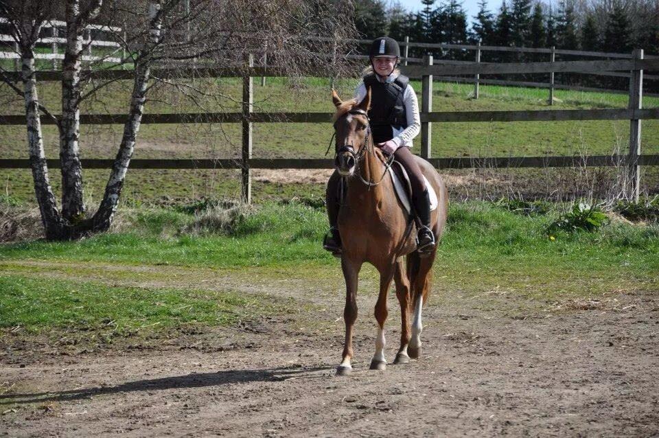 Pinto Araber Gantrup Painted Rosa billede 5