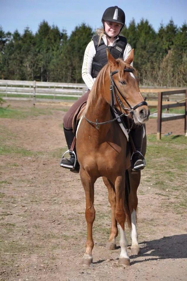 Pinto Araber Gantrup Painted Rosa billede 6