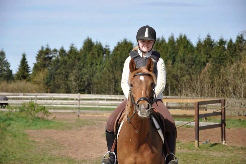 Pinto Araber Gantrup Painted Rosa billede 7