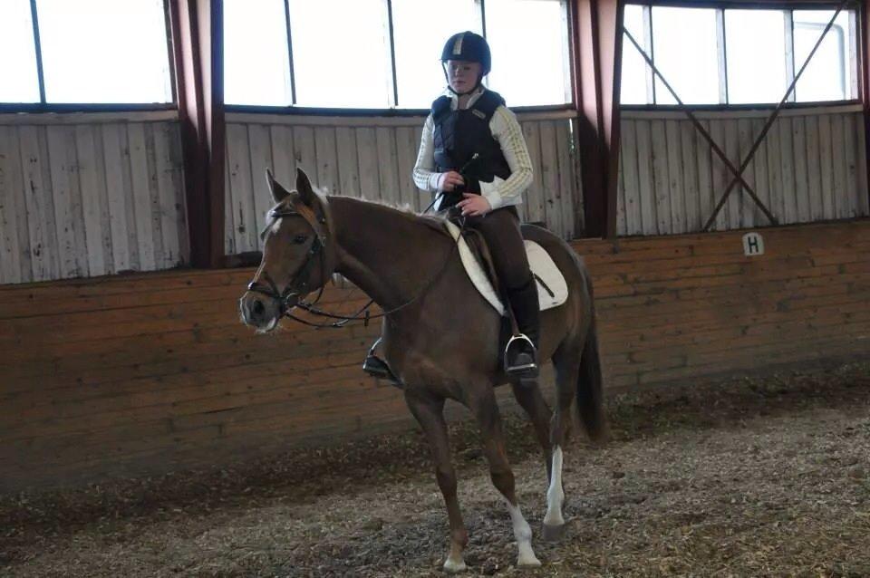 Pinto Araber Gantrup Painted Rosa billede 8