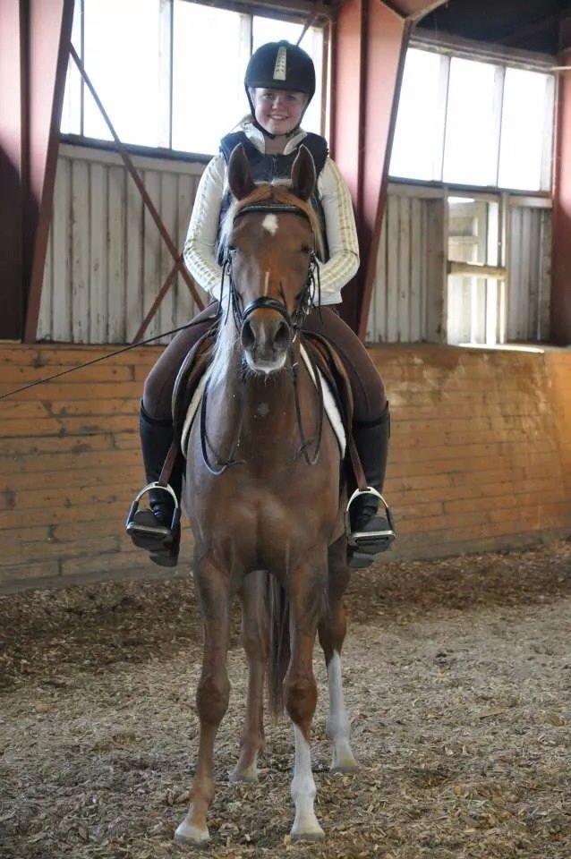 Pinto Araber Gantrup Painted Rosa billede 10