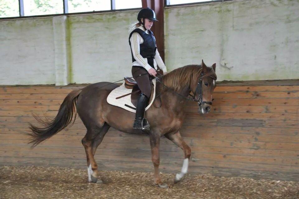 Pinto Araber Gantrup Painted Rosa billede 11