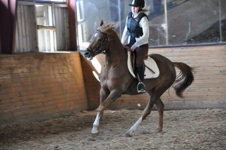 Pinto Araber Gantrup Painted Rosa billede 12