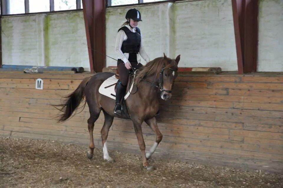 Pinto Araber Gantrup Painted Rosa billede 13