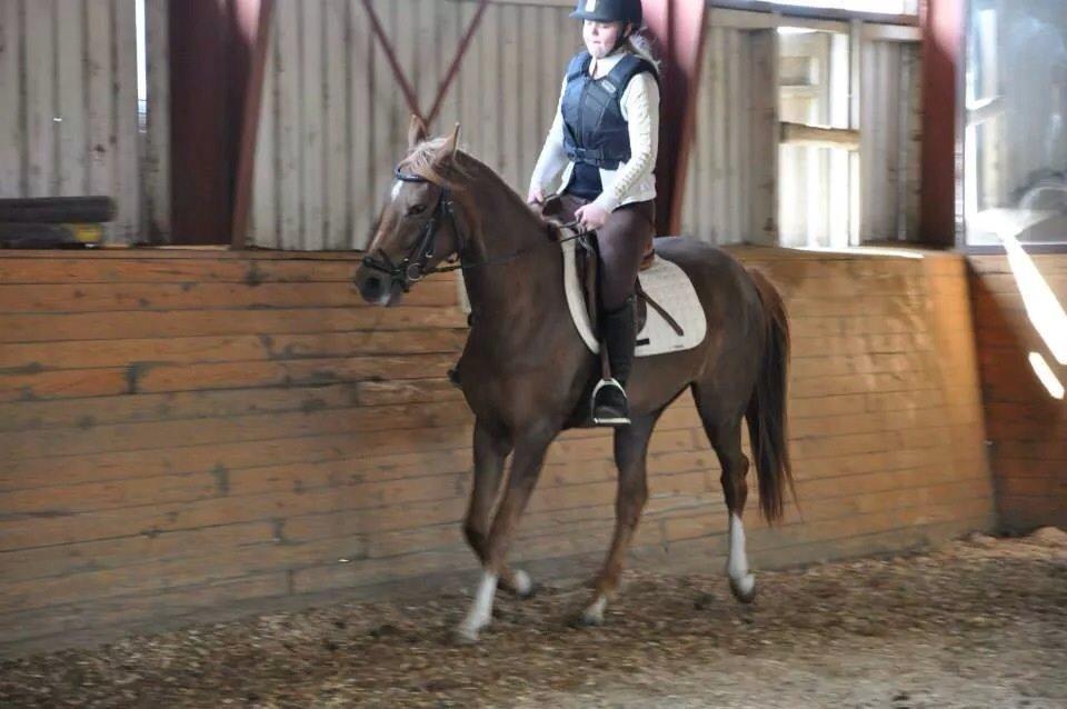 Pinto Araber Gantrup Painted Rosa billede 14