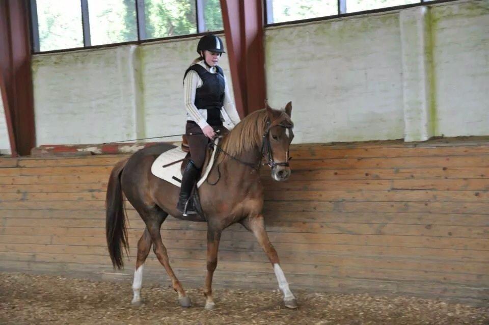 Pinto Araber Gantrup Painted Rosa billede 15