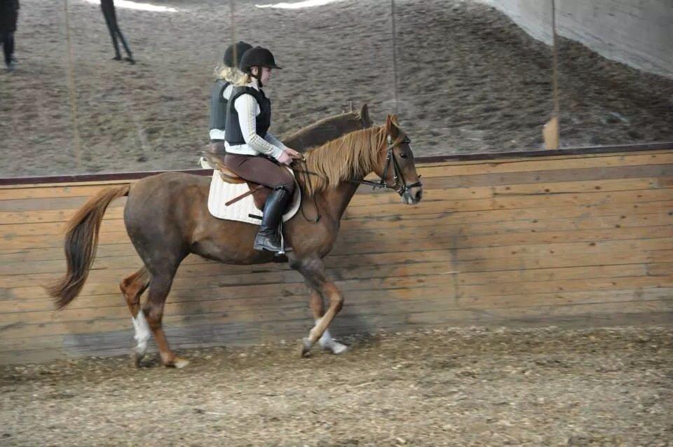 Pinto Araber Gantrup Painted Rosa billede 16