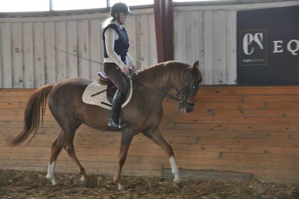 Pinto Araber Gantrup Painted Rosa billede 17