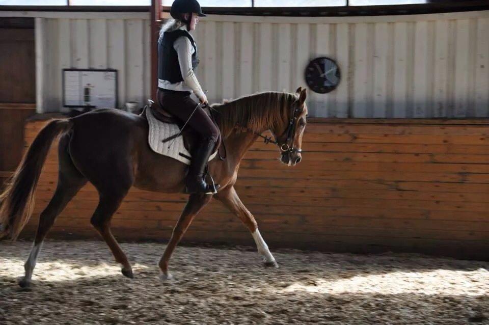 Pinto Araber Gantrup Painted Rosa billede 18