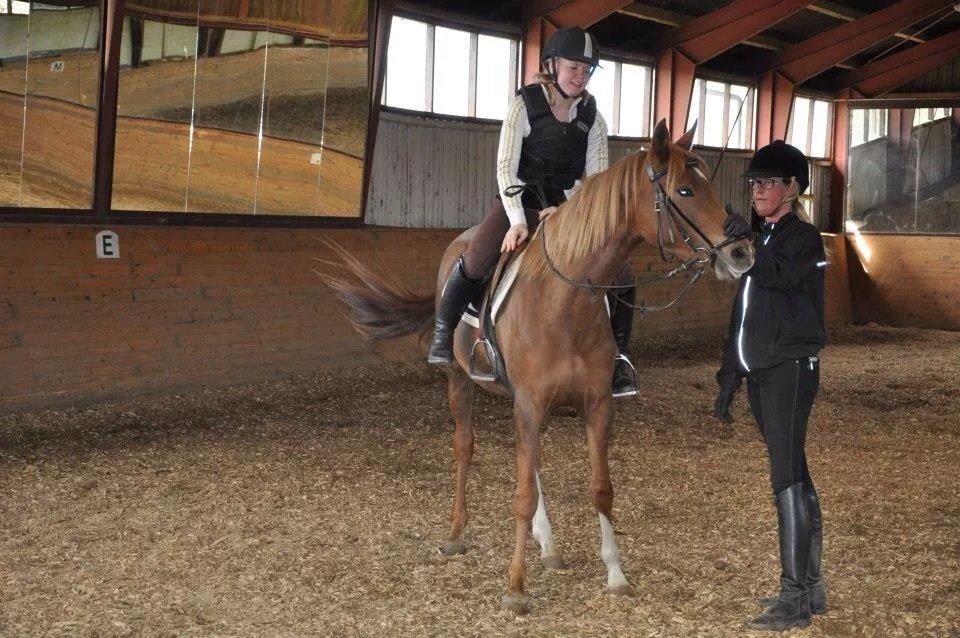 Pinto Araber Gantrup Painted Rosa billede 19