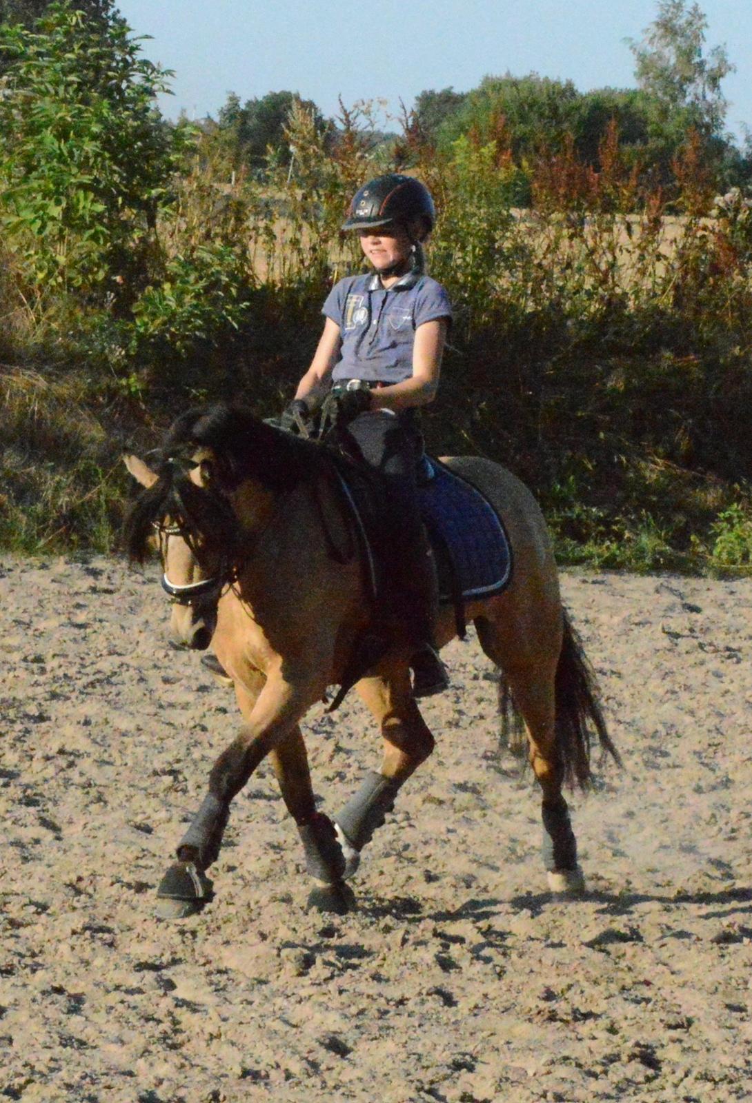 Welsh Pony af Cob-type (sec C) Gribsvads Little Hector (A-pony) - Træning d. 22/07-2014 billede 8