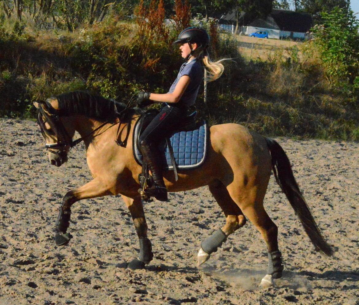 Welsh Pony af Cob-type (sec C) Gribsvads Little Hector (A-pony) - Træning d. 22/07-2014<3 billede 15