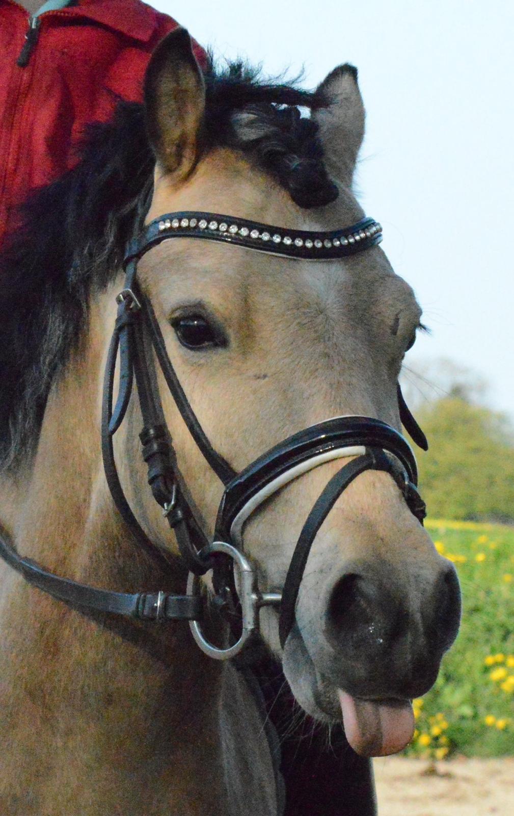 Welsh Pony af Cob-type (sec C) Gribsvads Little Hector (A-pony) - Tosse Hector<3 billede 21