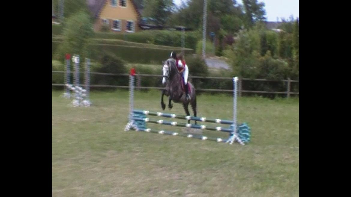 Connemara Klintly's macong - seje grå, andet springstævne juli 2014 billede 12