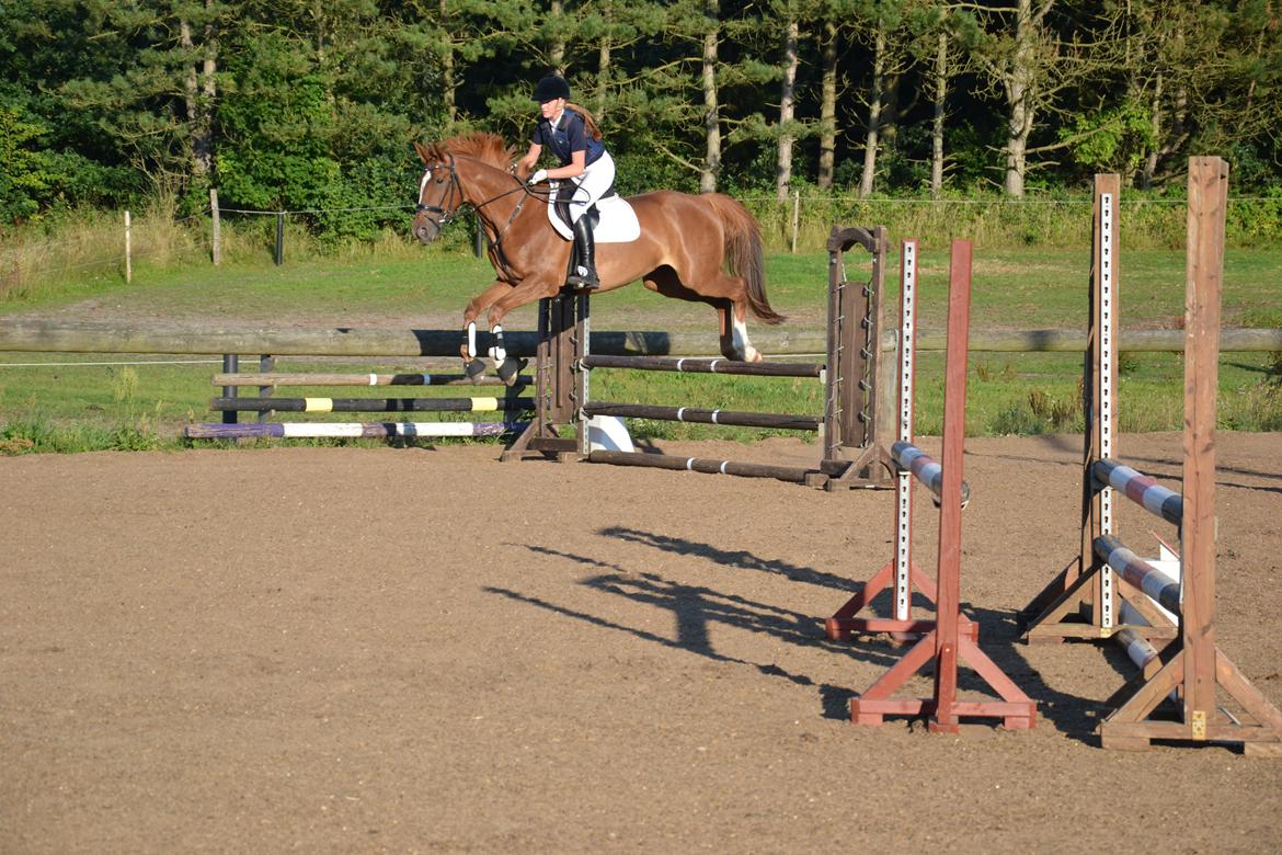 Dansk Varmblod Aysia e - Stævne KRT - juli 2014 billede 12