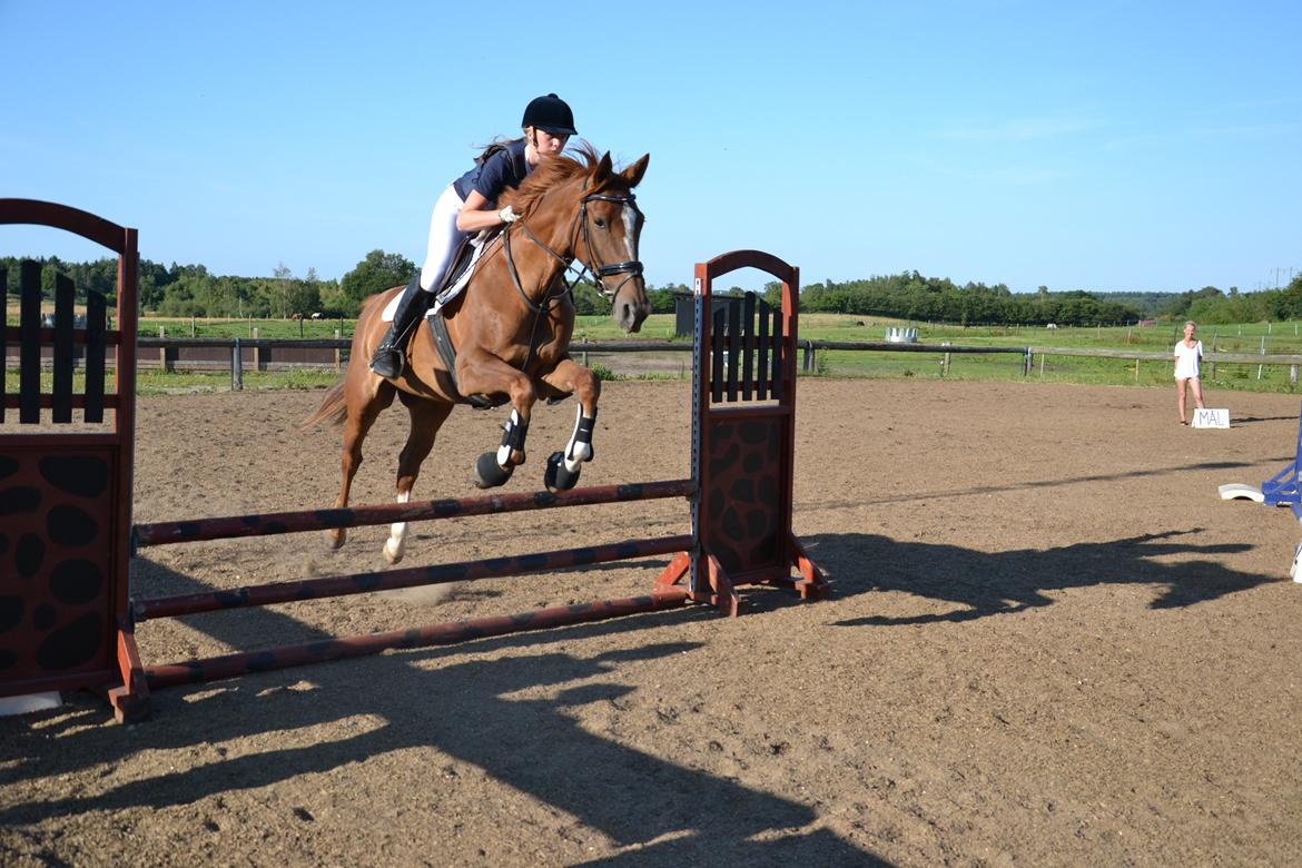 Dansk Varmblod Aysia e - Stævne KRT - Juli 2014 <3 billede 16