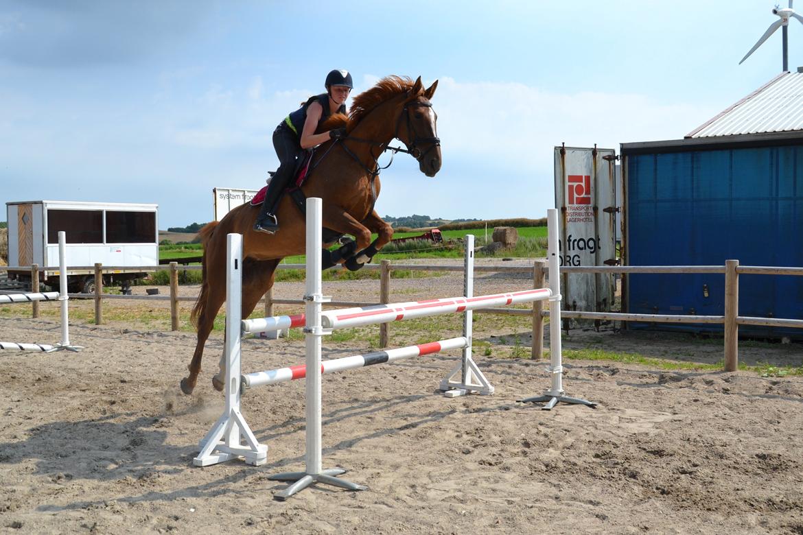 Dansk Varmblod Aysia e - 110 cm. <3 verdens bedste Yrsa <3 <3 billede 20